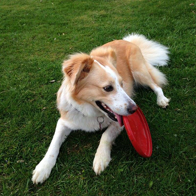 17 pfovit hundephysio