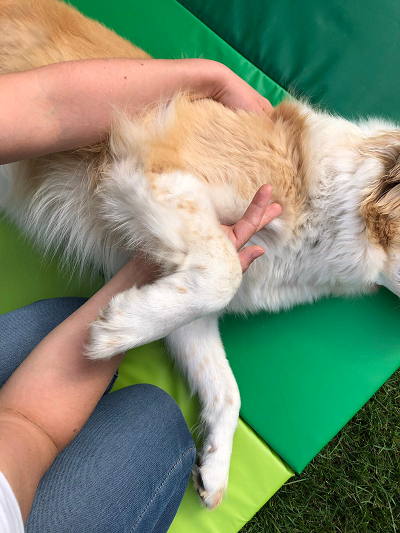 9 pfovit hundephysio